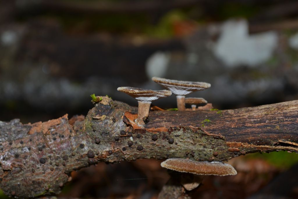 Polyporum brumalis ??