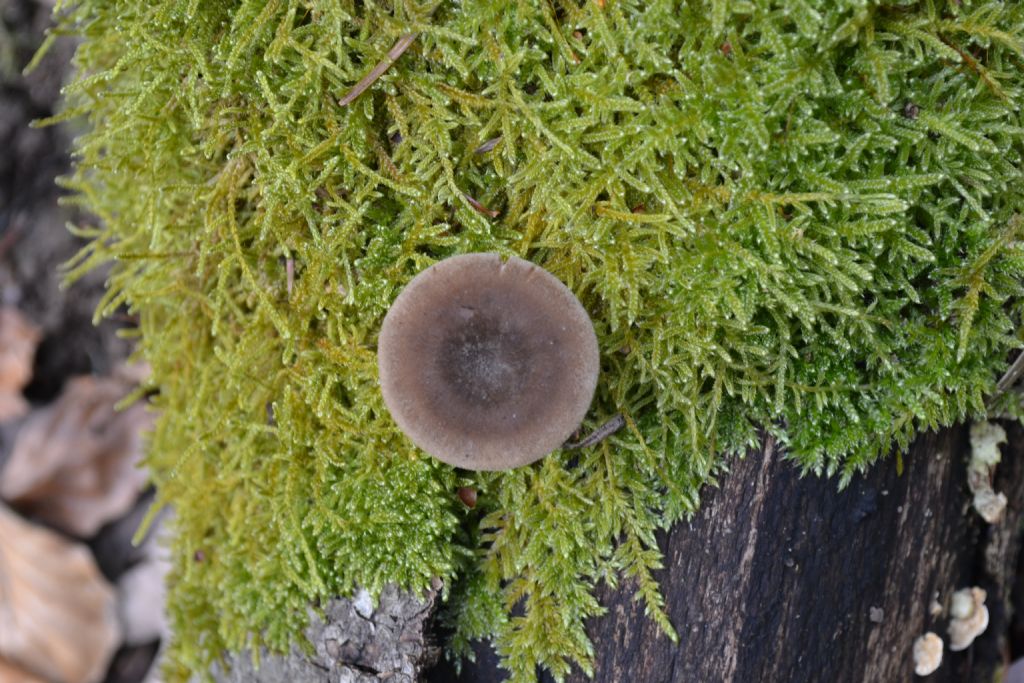 Polyporum brumalis ??