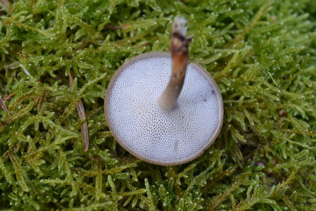 Polyporum brumalis ??