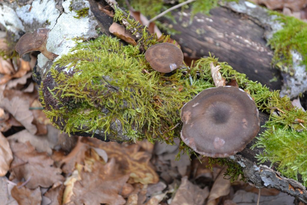 Polyporum brumalis ??