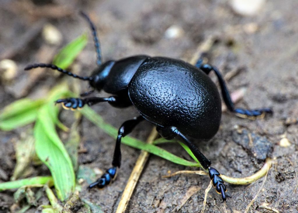 Chrysomelidae: Timarcha cfr. pratensis