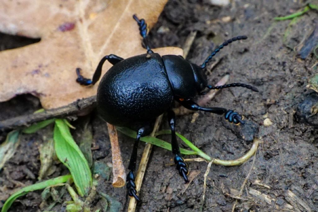 Chrysomelidae: Timarcha cfr. pratensis