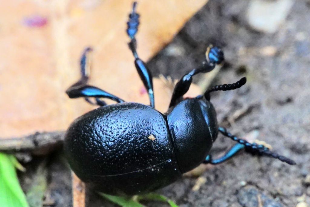 Chrysomelidae: Timarcha cfr. pratensis