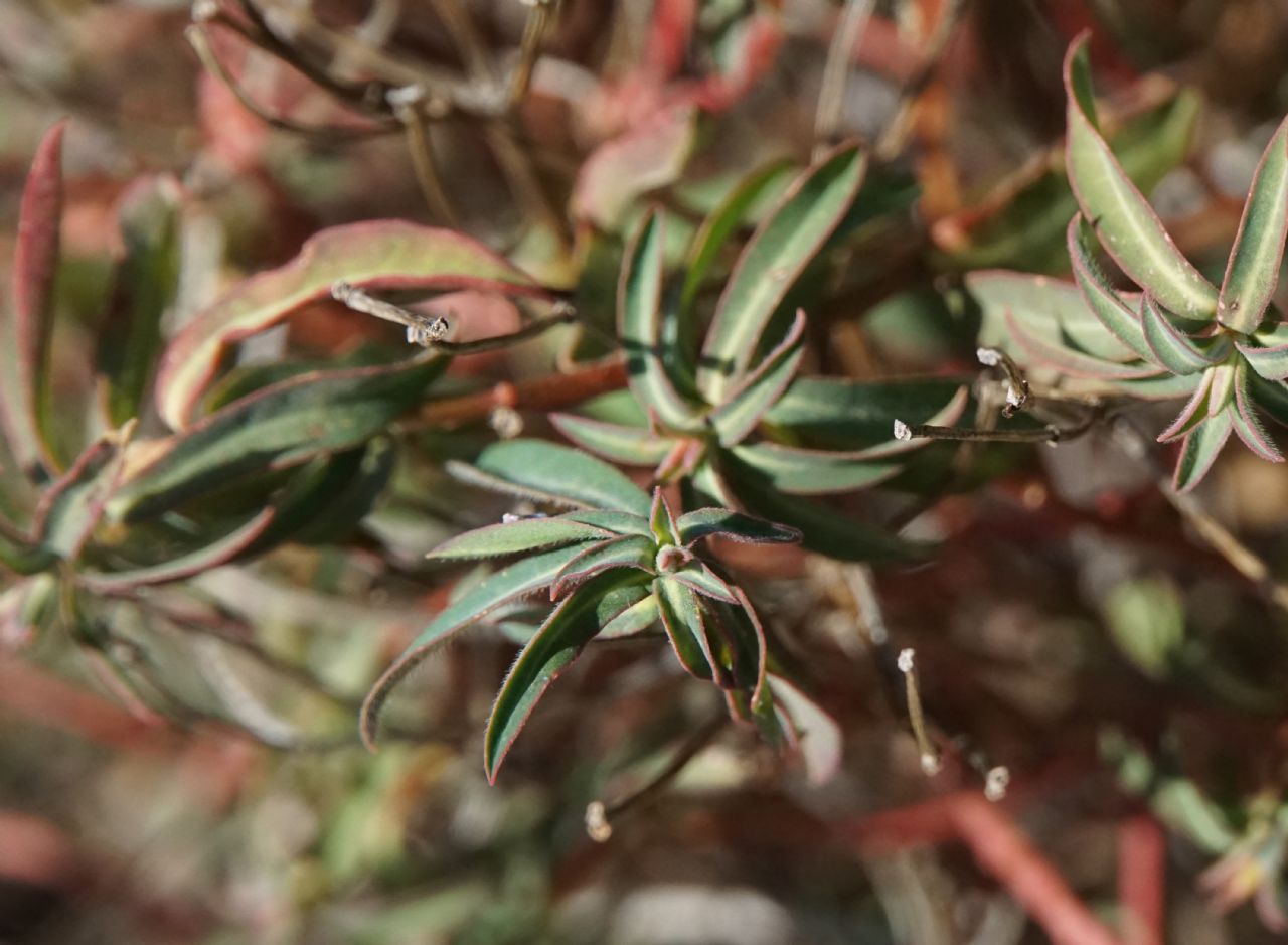 Euphorbia fragifera / Euphorbia fragolina