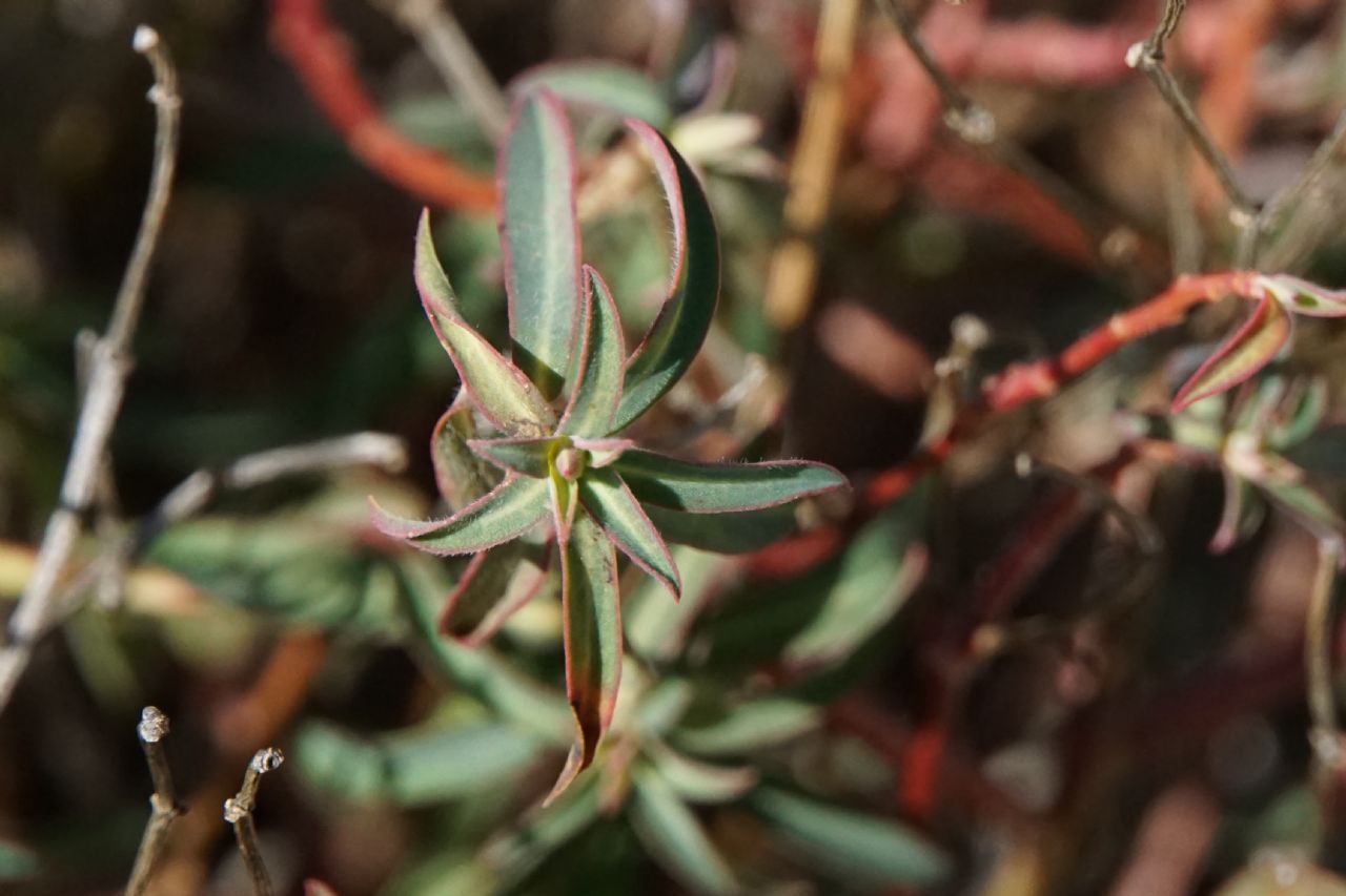 Euphorbia fragifera / Euphorbia fragolina