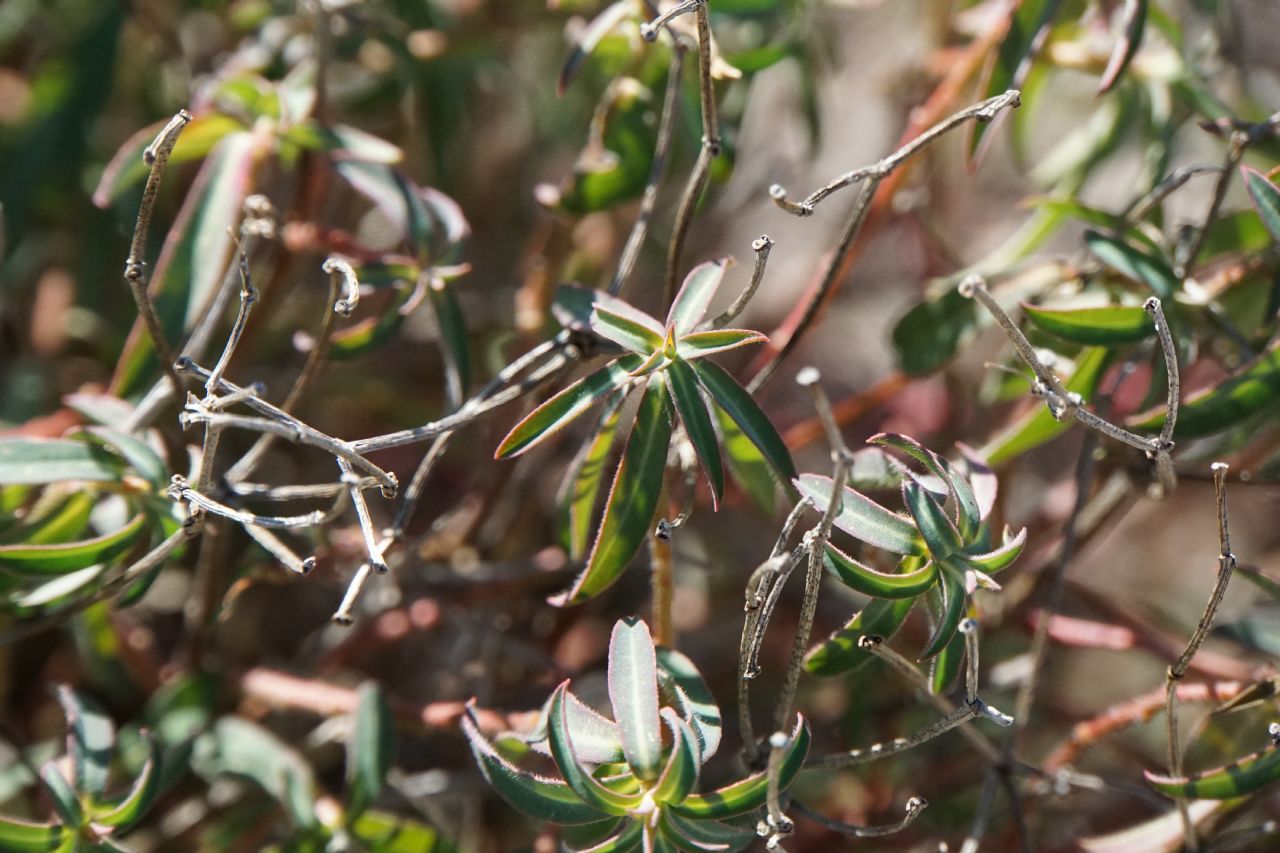 Euphorbia fragifera / Euphorbia fragolina