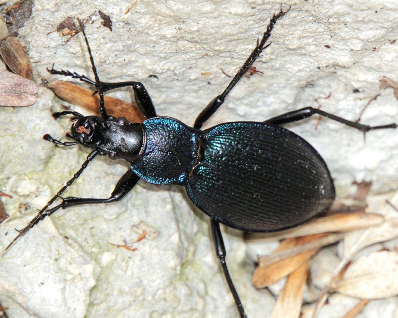 Carabidae: Carabus caelatus, Croatia