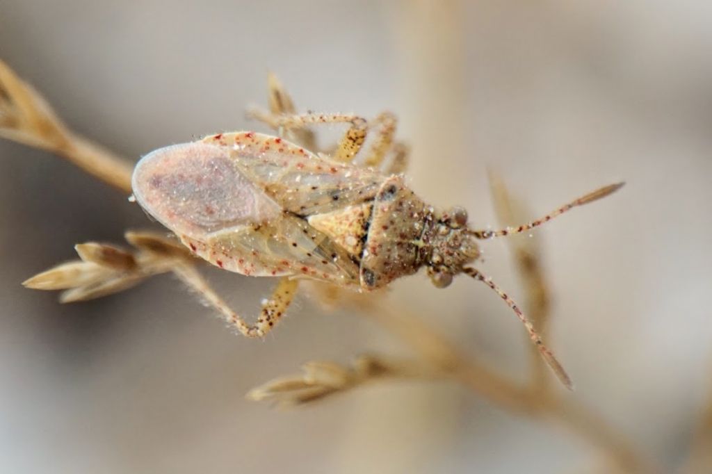 Miridae (?) ID, Croatia