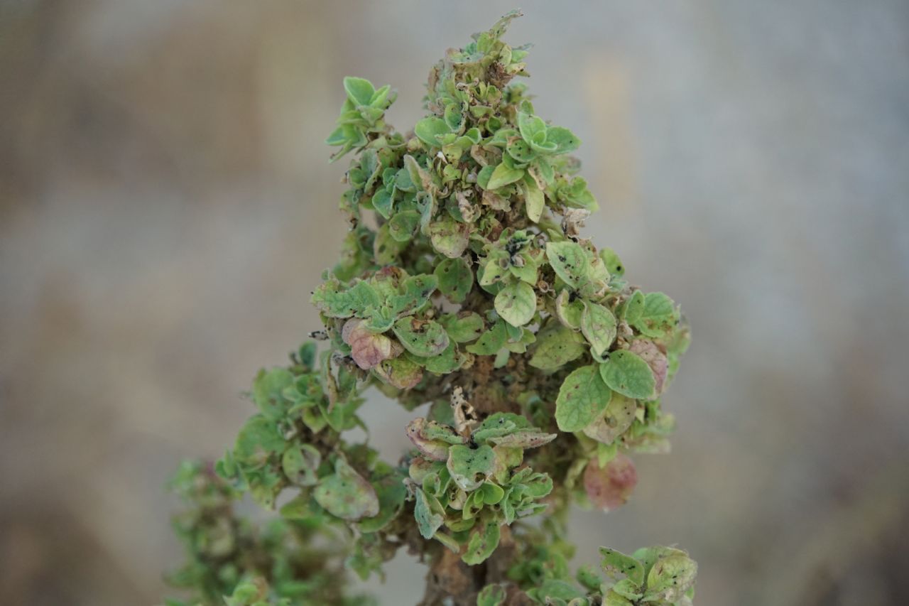 Lamiaceae ID? Croatia