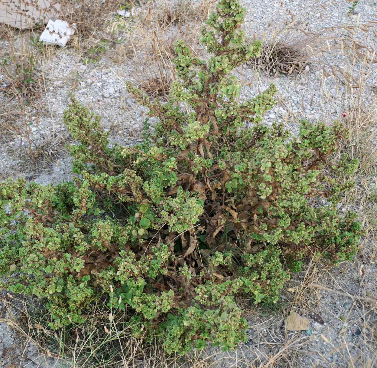 Lamiaceae ID? Croatia