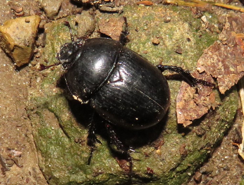 Anoplotrupes o Geotrupes?   Anoplotrupes stercorosus