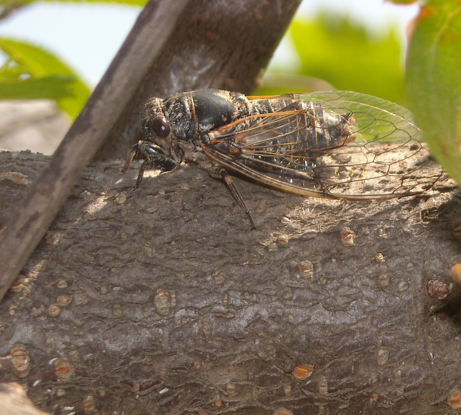 Cicala da identificare