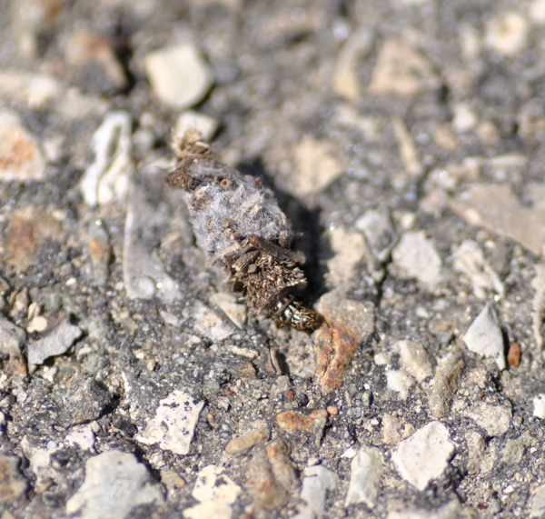 Psychidae da identificare