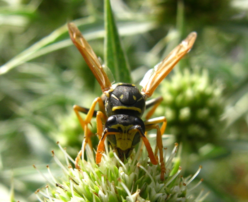 Polistes dominula, maschio