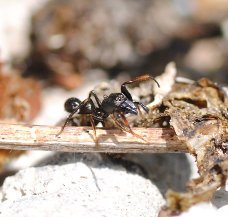Leptorchestes sp. da identificare