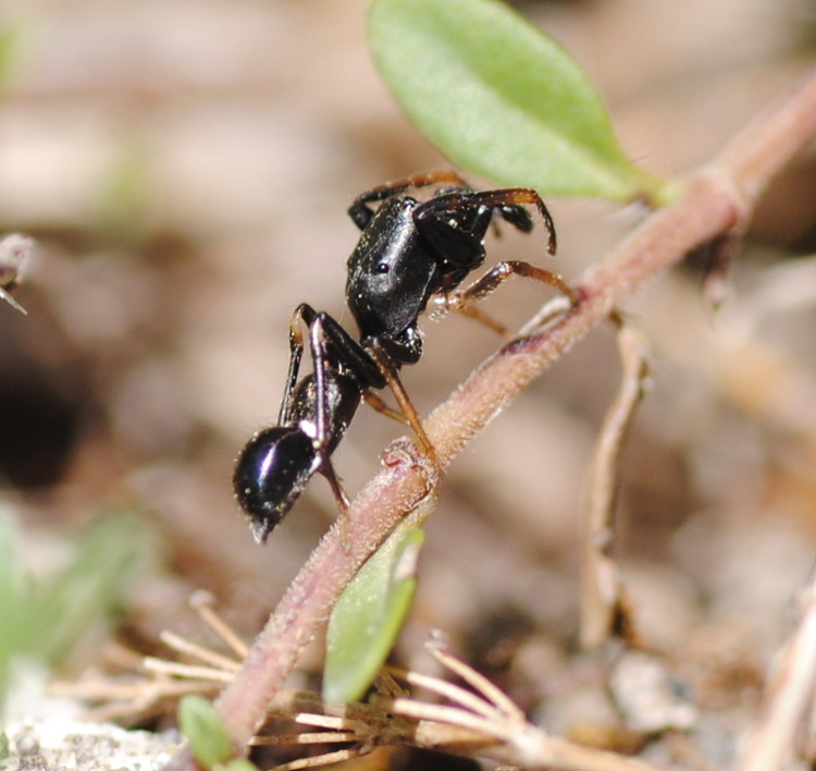 Leptorchestes sp. da identificare