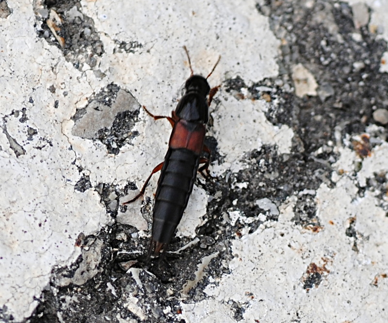 Staphylinidae: Quedius (Microsaurus) sp.