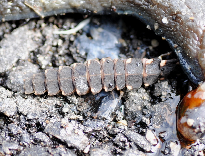 Larva Lampyridae? S !