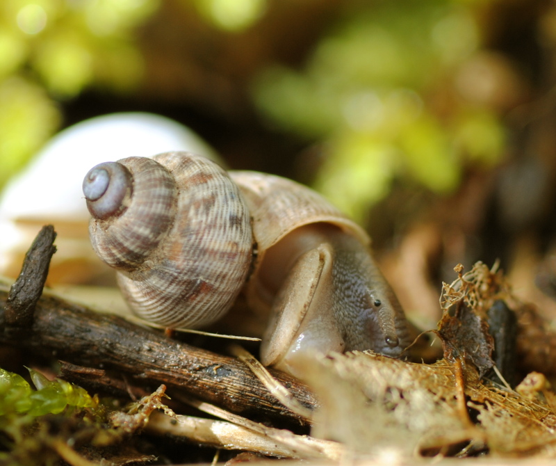 Chiocciola da identificare