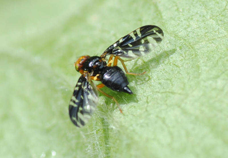 Tephritidae:  Platyparea discoidea, femmina