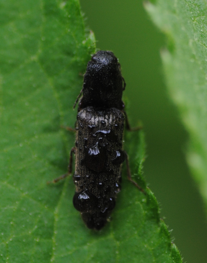 Elateridae: Athous ?
