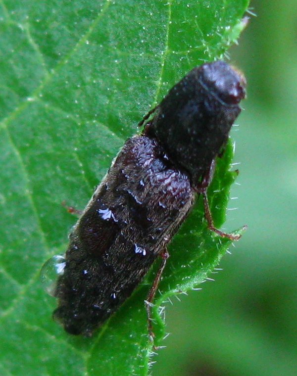 Elateridae: Athous ?