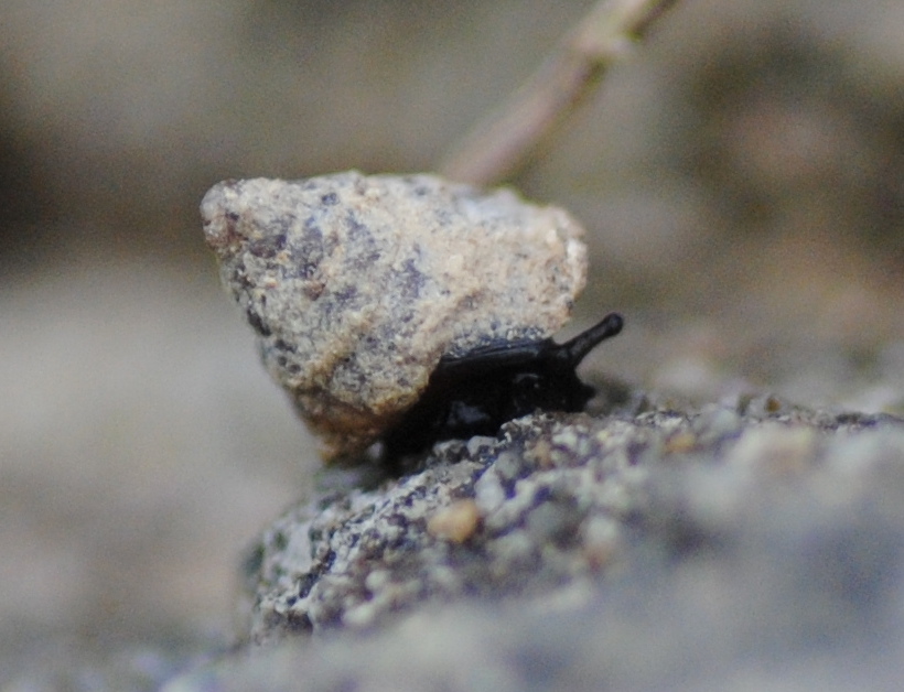 Chiocciola 2-3 mm da identificare