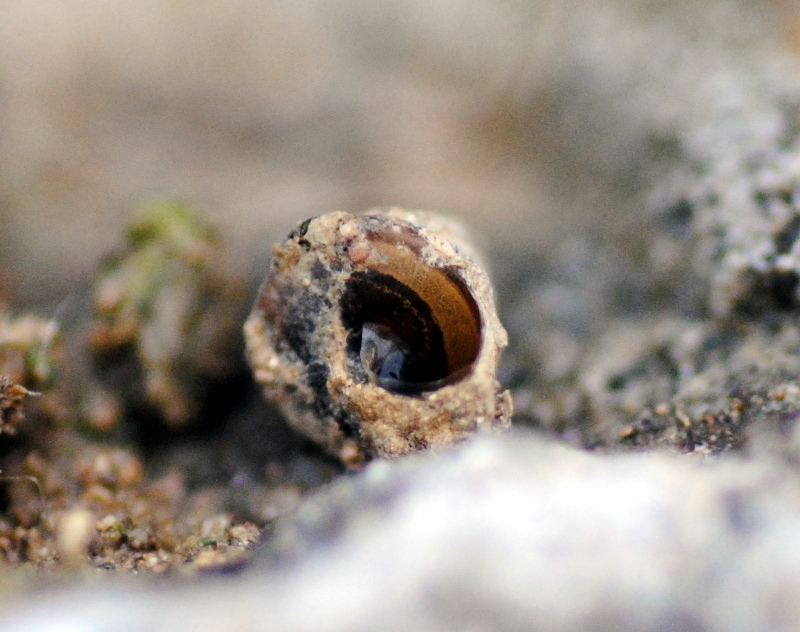 Chiocciola 2-3 mm da identificare