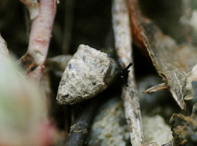 Chiocciola 2-3 mm da identificare