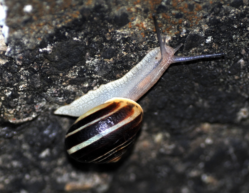 Questa  Cepaea nemoralis?