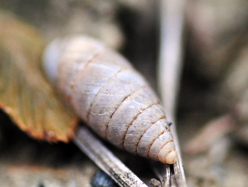 Chondrinidae?