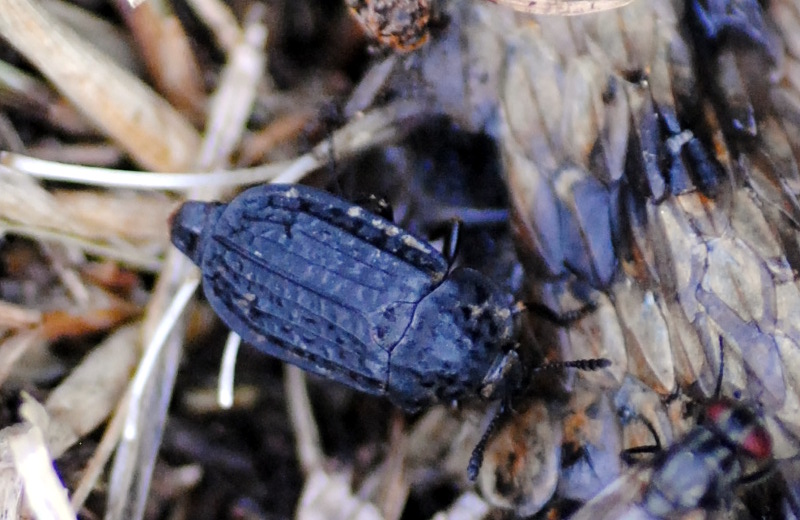 Silphidae: Thanathophilus rugosus? S.