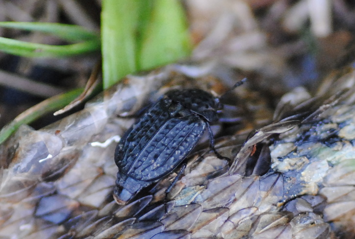 Silphidae: Thanathophilus rugosus? S.