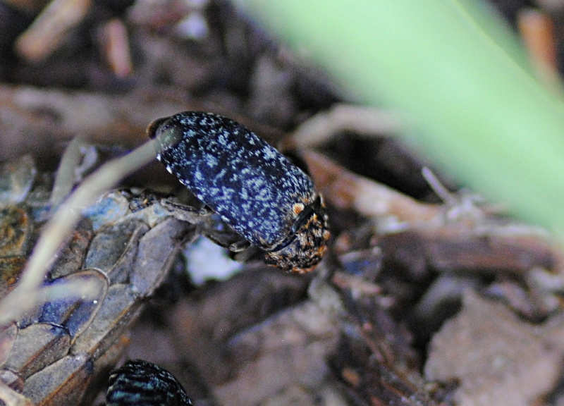 Dermestidae: Dermestes murinus in compagnia di (forse) D. undulatus.