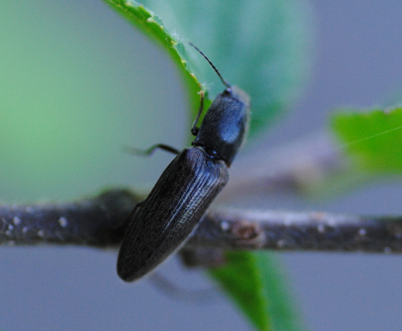 Altro Elateridae: Athous sp,