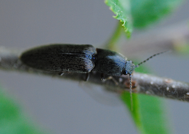 Altro Elateridae: Athous sp,