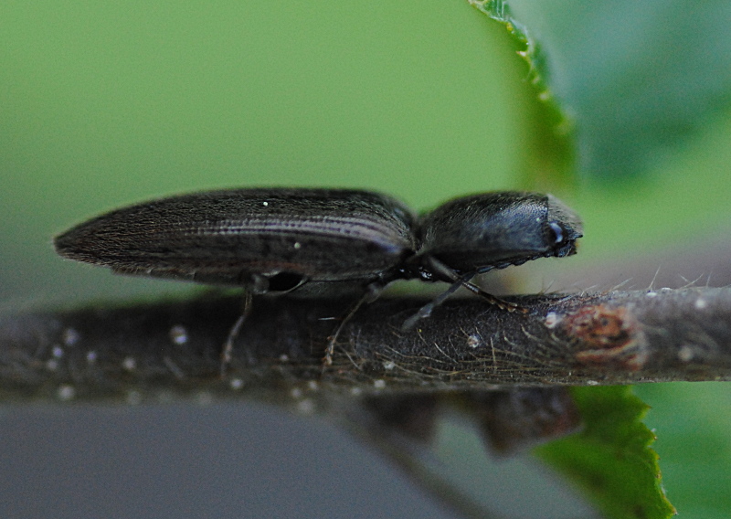 Altro Elateridae: Athous sp,