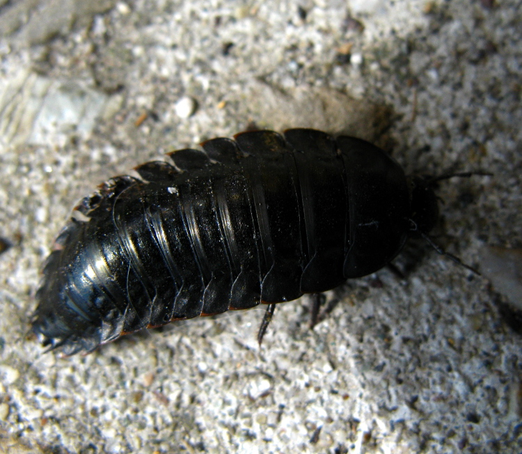 Larva di Carabidae?Quale? No, di Silpha sp. (cfr.)