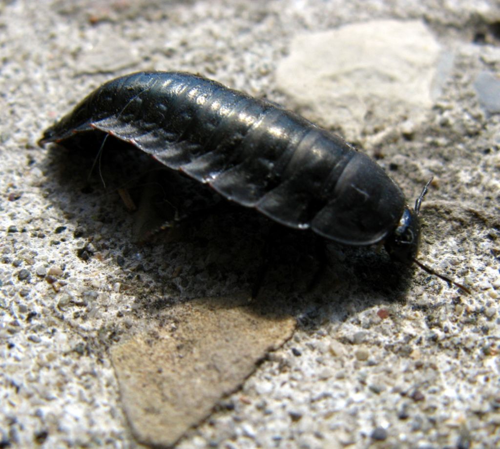 Larva di Carabidae?Quale? No, di Silpha sp. (cfr.)