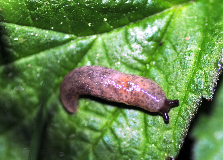 Lumaca da identificare