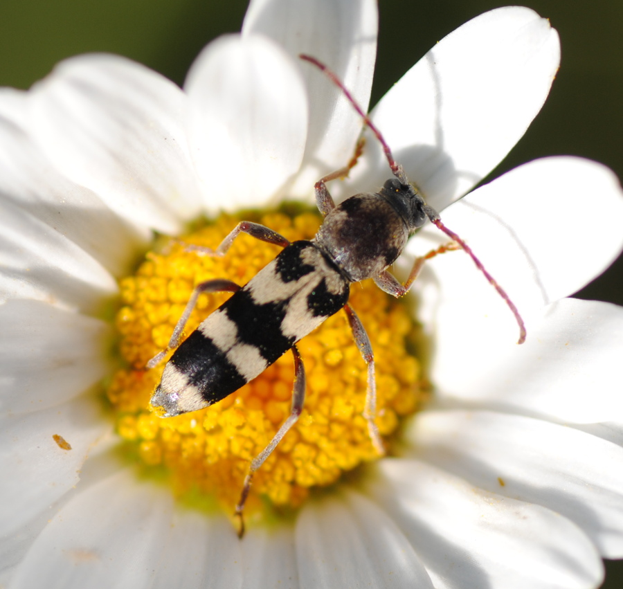 Chlorophorus sp. Quale?  Chlorophorus trifasciatus