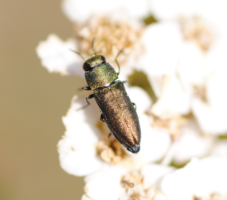 Buprestidae: Anthaxia cfr. millefolii polychloros