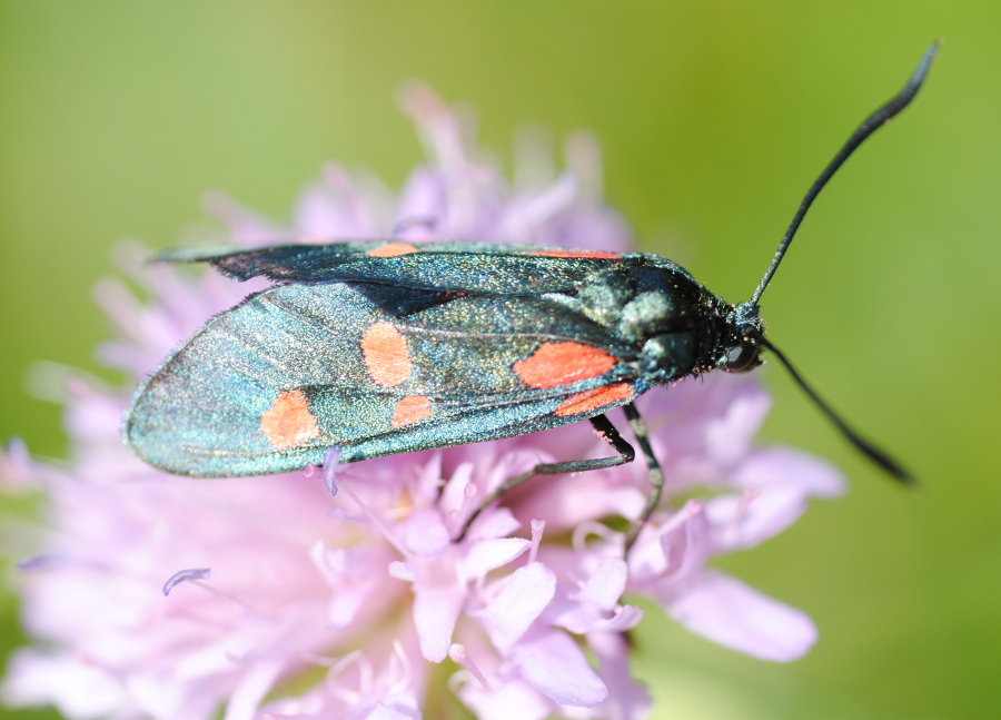 Zygaena lonicerae?