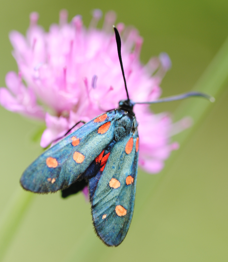 Zygaena transalpina?