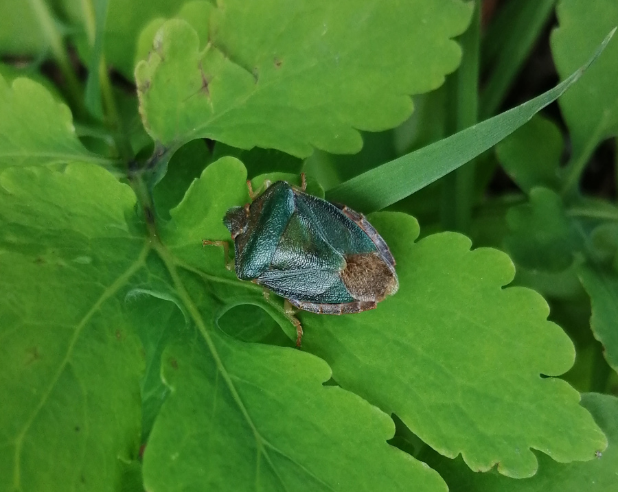 Pentatomidae da identificare