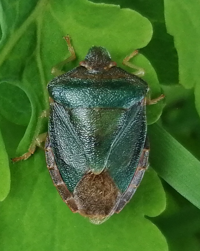 Pentatomidae da identificare