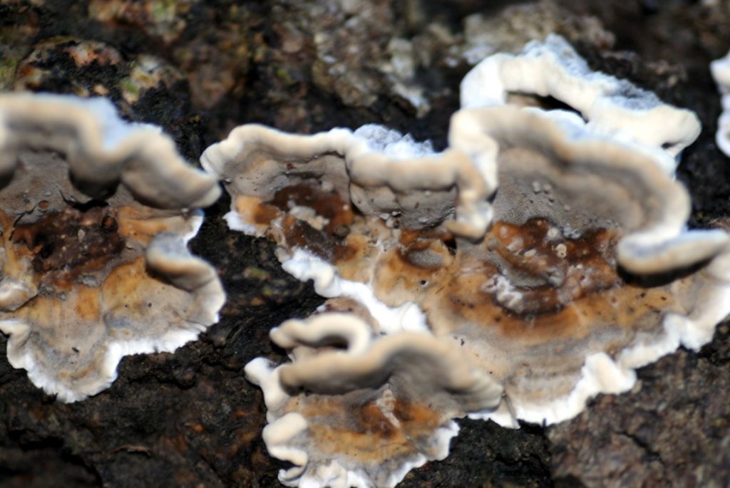 Pu essere Trametes versicolor?