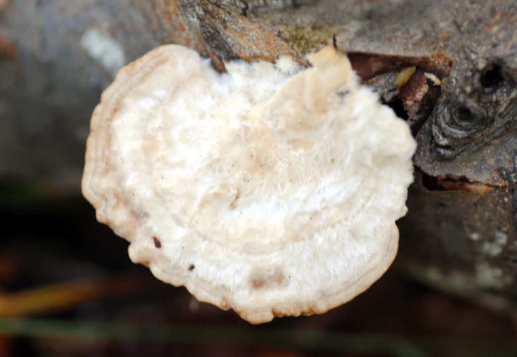 E'' Trametes hirsuta?