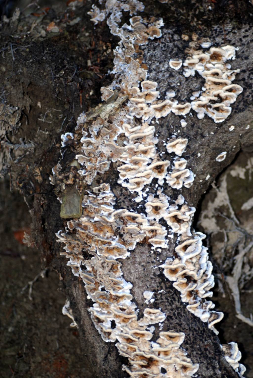 Pu essere Trametes versicolor?