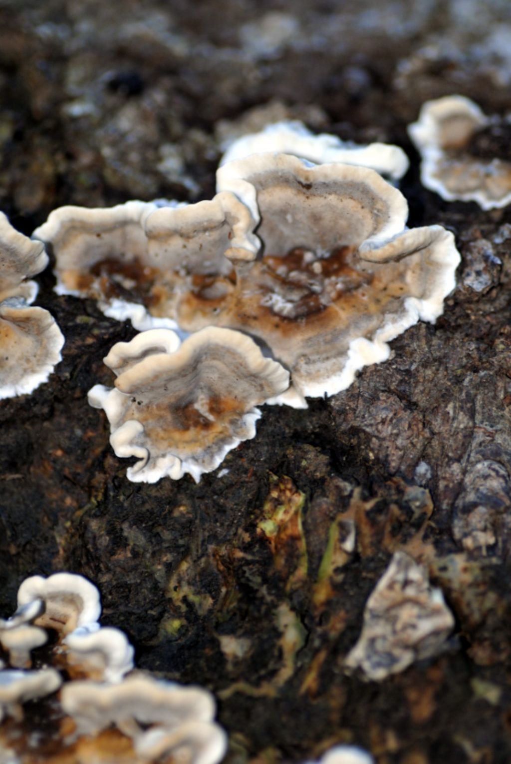 Pu essere Trametes versicolor?